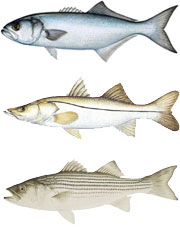 Bluefish, Snook, Striped Bass